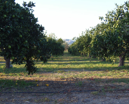 Azienda Agricola Siciliana