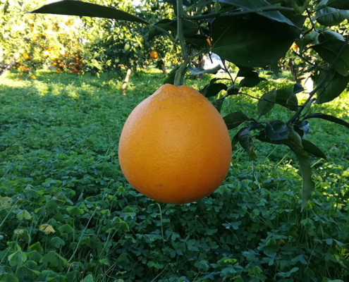 Azienda Agricola Siciliana