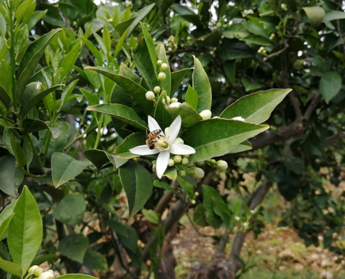 Fiore di Zagara