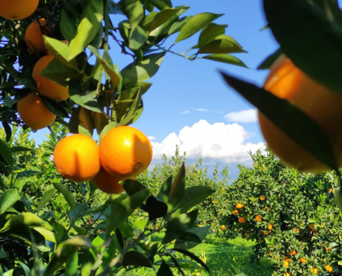 Agrumi di Sicilia